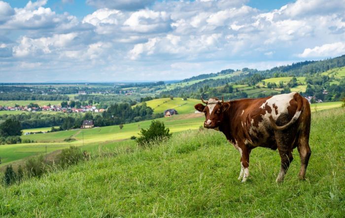 Boucherie Maison Noel - Une viande d'exception